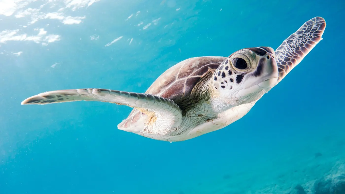 Things to do on Koh Tao