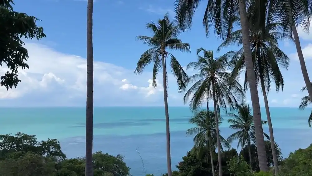 Palms and the sea on the hillside at LUM